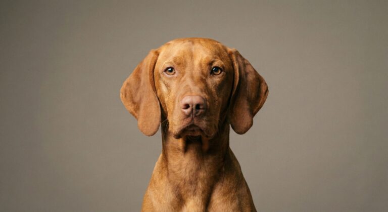 Lexy - Quality Assurance